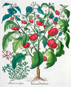 アフリカのトマトとマジョラムの植物、1613年 作： Unbekannt
