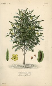 Alexandrian senna, Senna alexandrina, Cassia acutifolia, Sene a feuilles aigues 作： Unbekannt