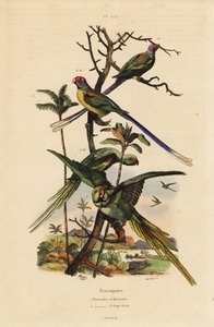Alexandrine parakeet, Psittacula eupatria, and long-tailed parakeet, Psittacula longicauda Perruche d
