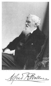 アルフレッドラッセルウォレス、ウェールズ生まれのイギリスの博物学者、c1900 作： Unbekannt
