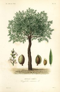 アーモンドの木、Prunus dulcis、Amandier commun 作： Unbekannt