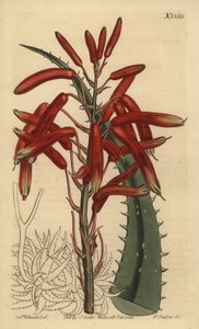 Aloe humilis (Apple-green leaved aloe, Aloe virens) 作： Unbekannt