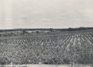 オーストラリアのブドウ畑、1923年。