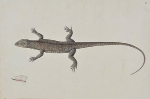 インドの Bish-Khopra トカゲ、カリフォルニア州。 1790年。 作： Unbekannt