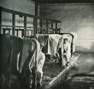 ウォーカーゴードンファームの最新の搾乳小屋、1902年。