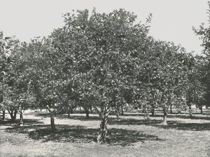 1895年、街の近くのオレンジの木立、セントオーガスティン、アメリカ合衆国。 作： Unbekannt