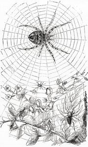 オーブ・ウィーバー・スパイダーまたはアラネイド。 作： Unbekannt