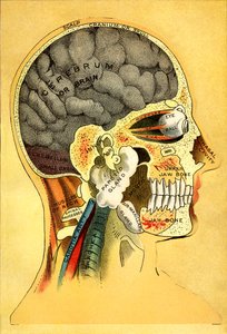 解剖学的チャート、頭部 1905