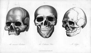 エンシェントシンブリアン、エストニアフィン、ラッペ、1848 作： Unbekannt