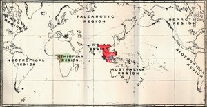 Anthropoidea-Hylobates Red、Simia Blue、Gorilla Brown、Anthropopithecus Green、1897