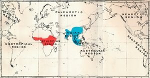Anthropoidea-地図配布属Semnopithecus Blue、Nasalis Brown、Colobus Red、1897 作： Unbekannt