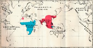 Anthropoidea-VI。さまざまな種の青とマカクス赤の地図分布、1897