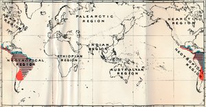 Anthropoidea-V.家族ハパリダエレッドとセビダエブルーの地図分布、1897 作： Unbekannt