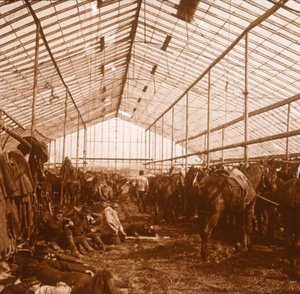 砲兵馬、c1914-c1918 作： Unbekannt