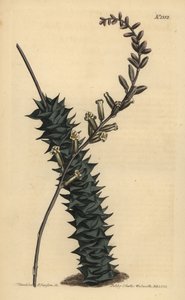 Astroloba foliolosa（小葉のアロエ、Aloe foliolosa 作： Unbekannt