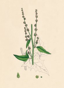 Atriplex Smithii。スミス・オラチェ、19世紀 作： Unbekannt