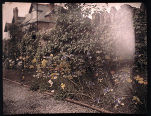 花のオートクローム、1908年頃 作： Unbekannt