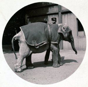 「動物園の赤ちゃんゾウ」1890年頃 作： Unbekannt