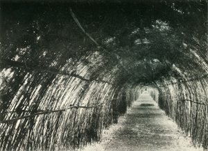 バラックポアのバンブーアベニュー、1904年、1925年。 作： Unbekannt