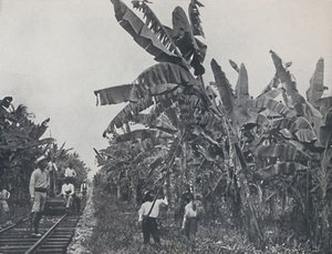 バナナプランテーション、1924 作： Unbekannt