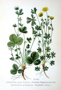 不毛のイチゴと春のキンケホイル、1893 作： Unbekannt