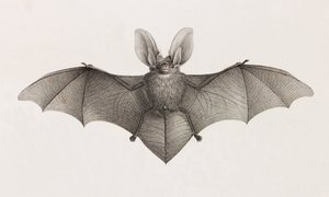 コウモリの耳を持つ品種、エジプトのコウモリ 作： Unbekannt