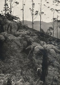 Baumfarne tAlsophilaがUAをカバー（1926年） 作： Unbekannt