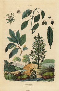 ベイローレル(Laurus nobilis) 1、クスノキ(Cinnamomum camphora) 2、サッサフラス(Sassafras albidum) 3 作： Unbekannt