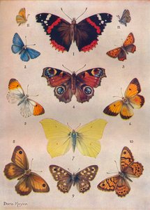 イギリス諸島の美しい蝶、c1934 作： Unbekannt