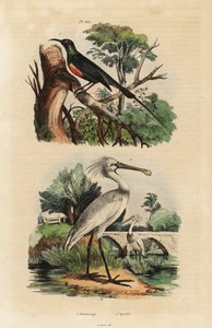 美しいサンバード（Cinnyris pulchella）とヘラサギ（Platalea leucorodia）。 作： Unbekannt