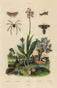 ハチジョウソウ、Ophrys apifera 1、モンキーオーキッド、Orchis simia 2、サビイロウンカ、Orgyia antiqua 3、ツチノコガ、Alucita hexadactyla 4、Oribata geniculata ダニ 5 作： Unbekannt
