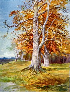ブナの木、秋、1900 作： Unbekannt