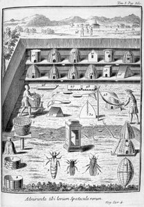 養蜂、1775