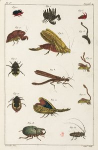 カブトムシとその他の昆虫、南アメリカ 作： Unbekannt
