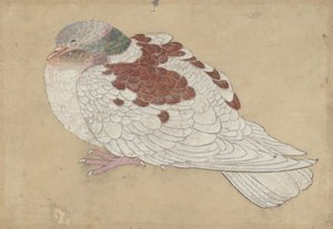 鳥、18世紀。 作： Unbekannt