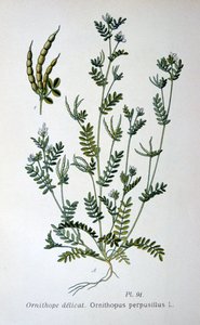 鳥の足、1893