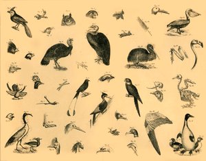 鳥、c1910。 作： Unbekannt