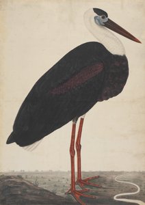 風景の中のコウノトリ、カリフォルニア州。 1780年。 作： Unbekannt