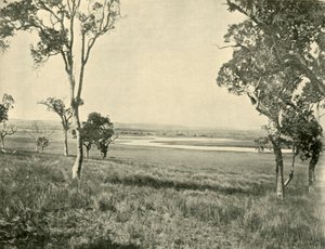 クイーンズランド州ワーウィック近くのブラックスワンラグーン、1901年。