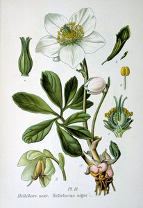 ブラックヘレボルス、1893
