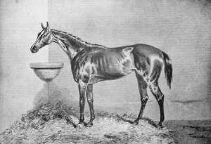 ブリンクボニー、1854〜1862、1911 作： Unbekannt