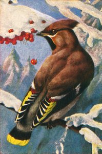 ボヘミアンワックスウィング、c1928。 作： Unbekannt