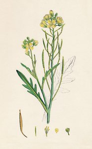 Brassica tenuifolia。 19世紀の壁ロケット 作： Unbekannt