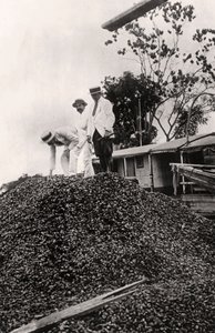 アマゾンバレー、c1900年代から収穫されたブラジルのナッツ