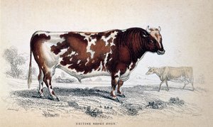 ブリティッシュショートホーン、1839 作： Unbekannt