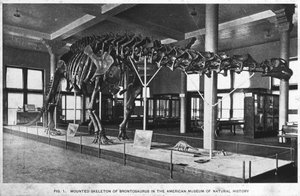 ブロントサウルスの骨格、アメリカ自然史博物館、ニューヨーク、アメリカ、20世紀初頭 作： Unbekannt