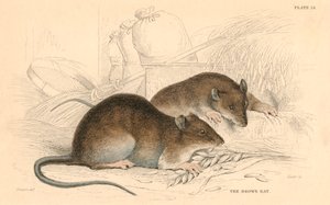 ブラウンラットRattus rattus、1828 作： Unbekannt
