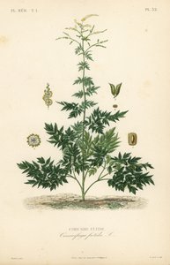 バグベインまたはコホシュ、Actaea cimicifuga、Cimicifuga foetida、Cimicaire fetide 作： Unbekannt