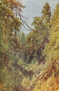 ビルマのジャングル、1924 作： Unbekannt