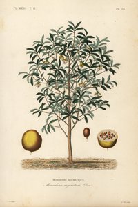 Calabash nutmeg, Monodora myristica, Monodore aromatique 作： Unbekannt